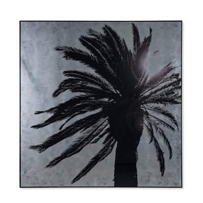 Silver Leaf Palm Tree