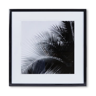 Black & White Palm Leaf