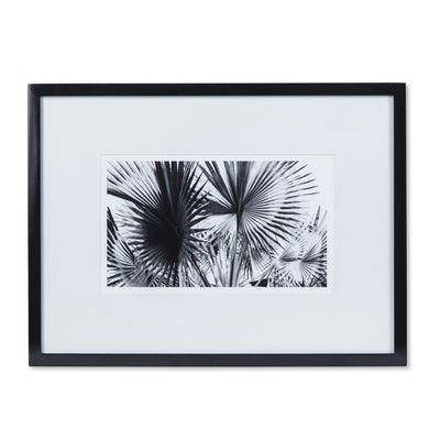 Black & White Palm Leaves