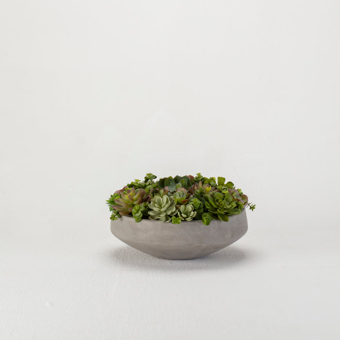 Mixed Echeveria in Concrete Bowl